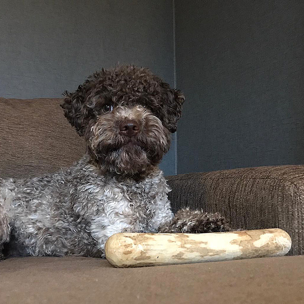 strong coffee chewing stick for dog