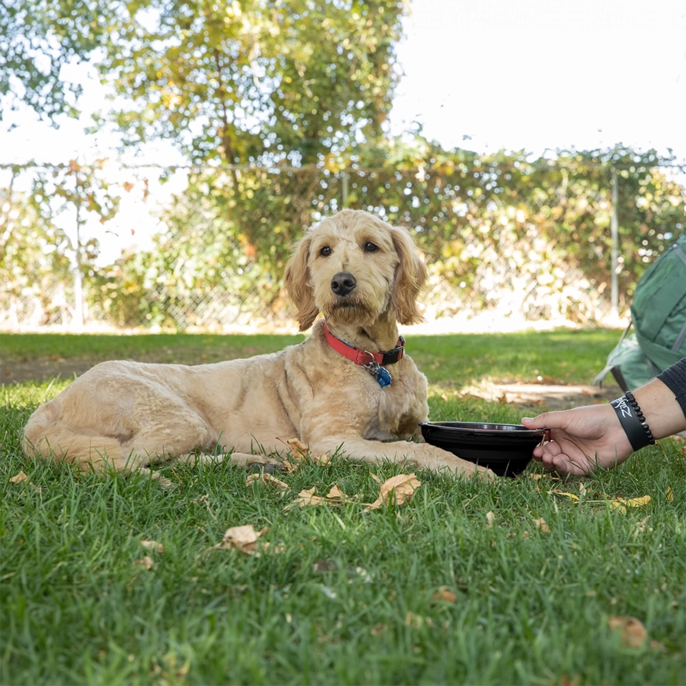 Hopvikbar skål till hund att ha med på ryggsäcken karbinhake
