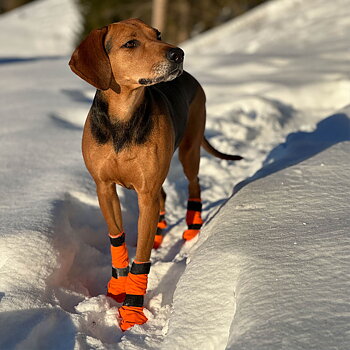 Non-stop Contact bootie high hundskor med högt skaft hundsockor snö