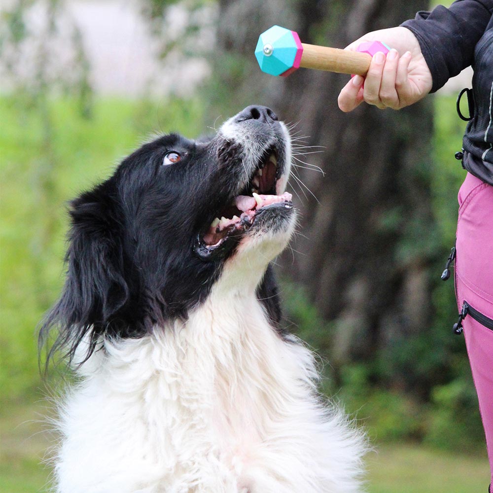 Dumbbell rally obedience - 6