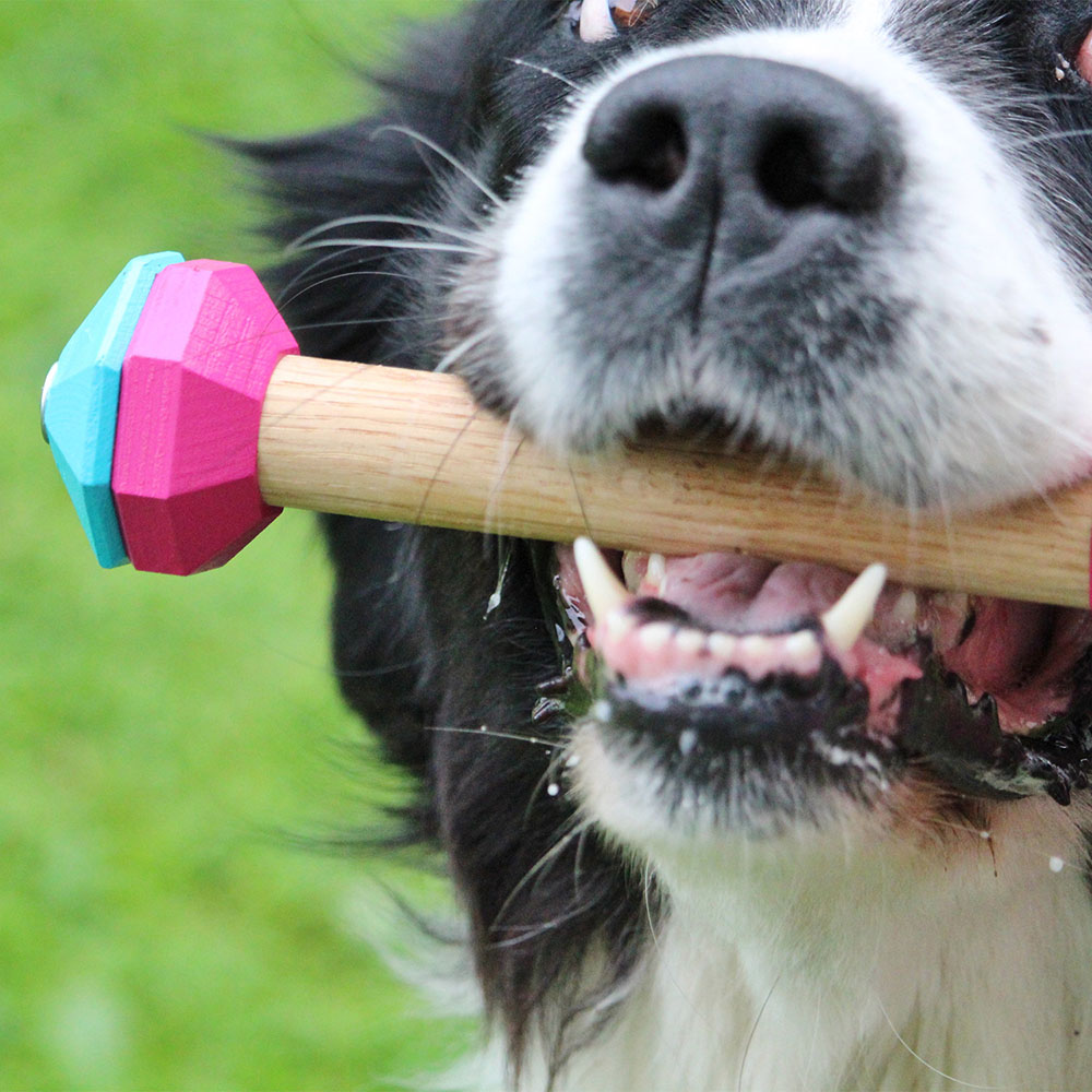 Dumbbell rally obedience - 2