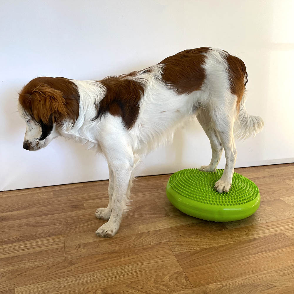 Hard dog training with a balance disc