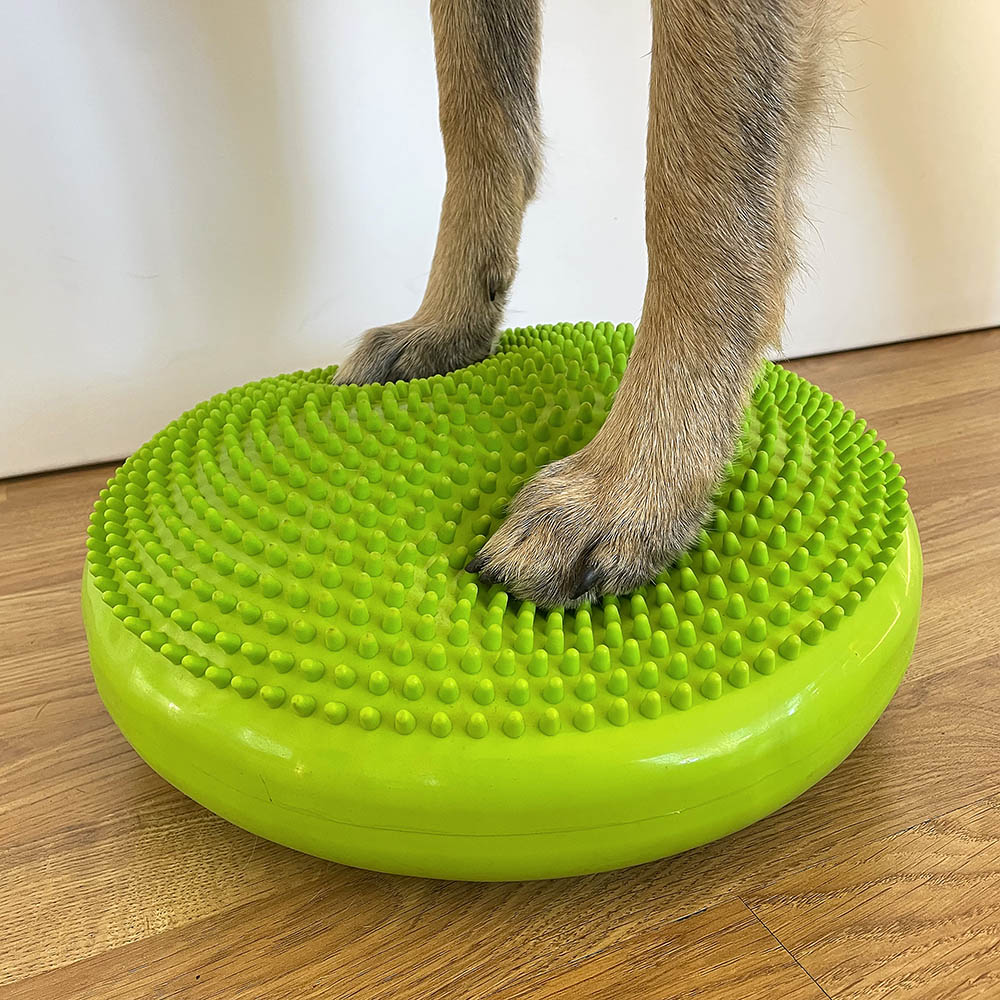 Training the dog with balance disc 
