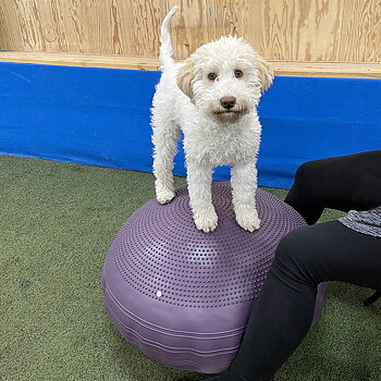 Pendelboll stor oval balansboll till hund