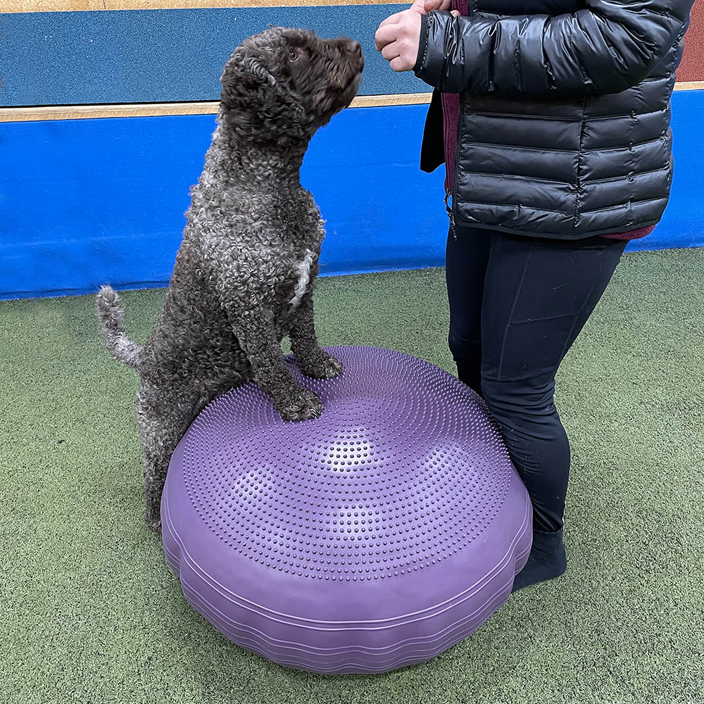 Pendel ball Big oval balance ball for dog