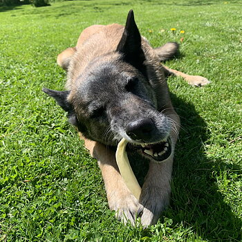 Rauh platt tuggben av nöt till hund