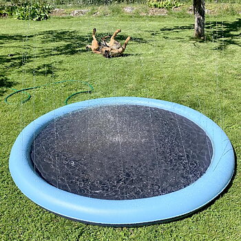 Hundpool med strålar