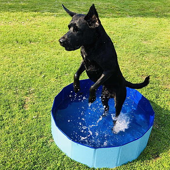 Rund hundpool som håller för tassar
