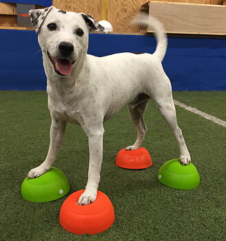 K9Design halvbollar till hunden balansbollsträning