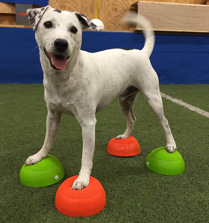Book Balance ball practice for dog Hansesgården