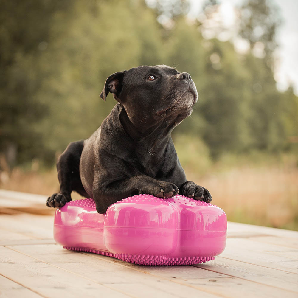 Fitbone balansboll från FitPAWS till hund
