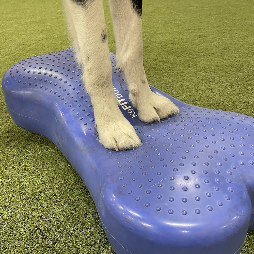FitPAWS K9 Fitbone - 8