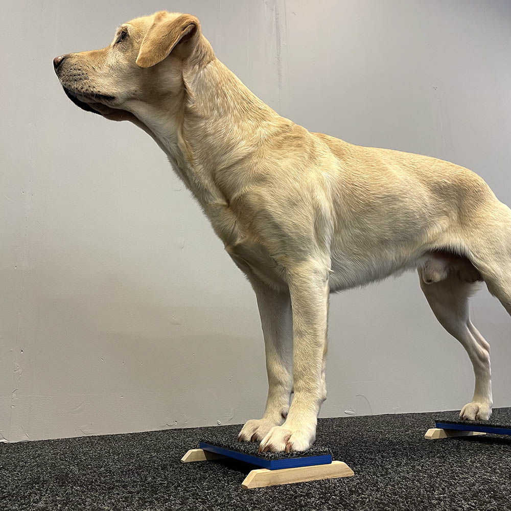 Target på höjd till hundträning 