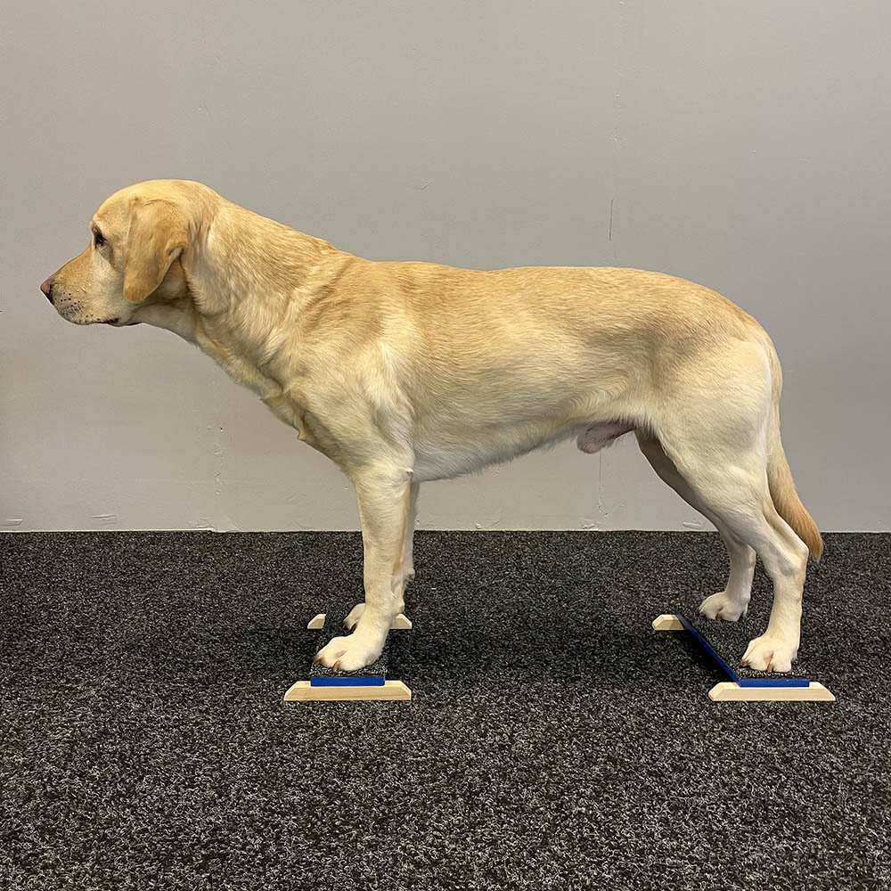 Frysta tassar på target plattform på höjd hund