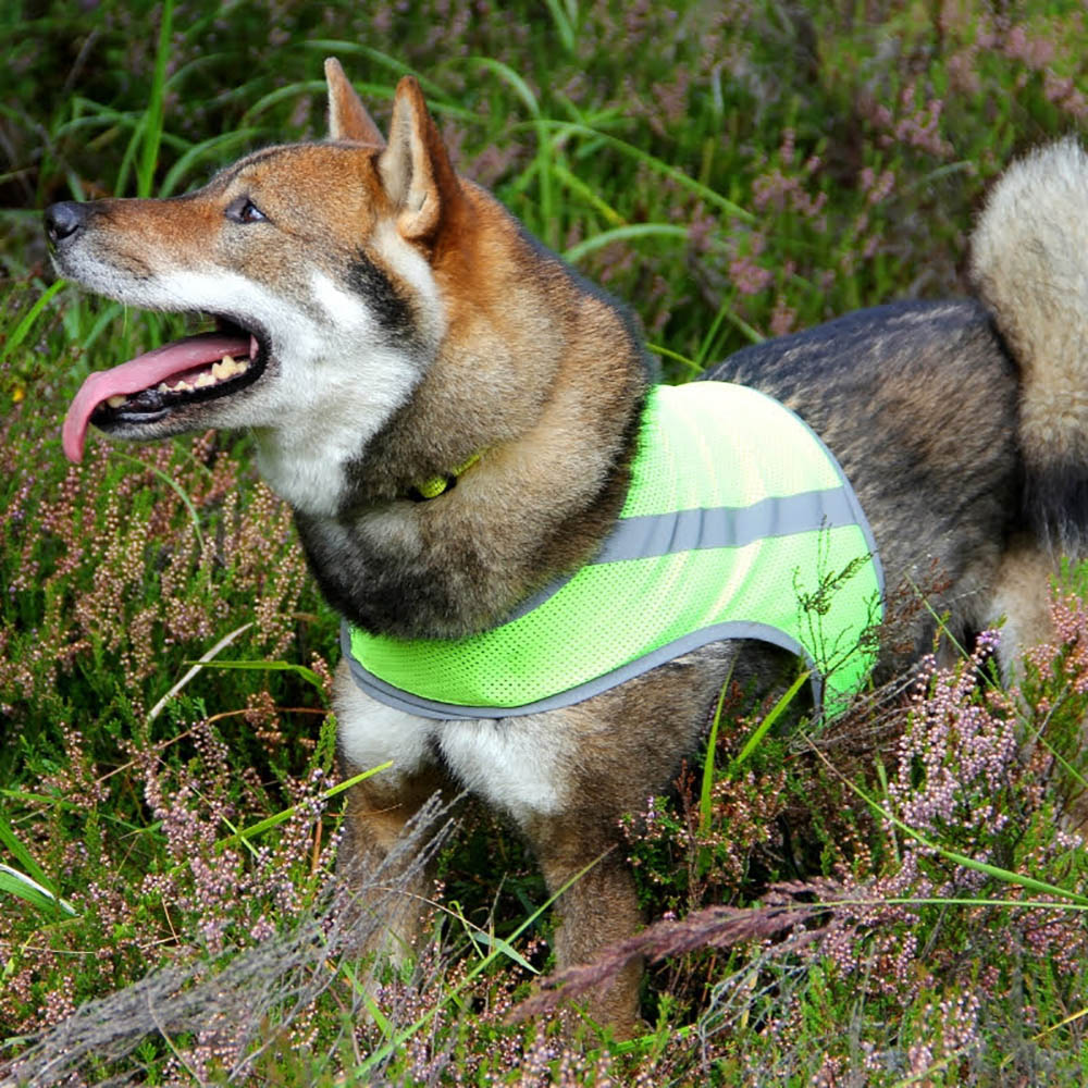 Well-fitting and visible reflective vest dog in warning color signal vest
