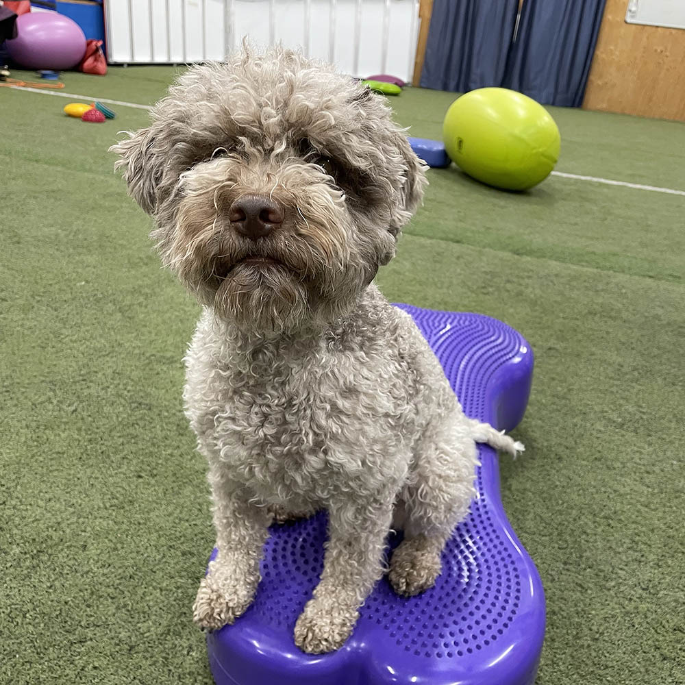 FitPAWS K9 Fitbone giant - 5