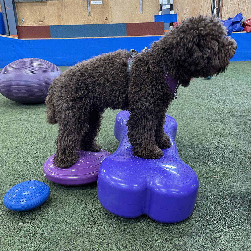 FitPAWS K9 Fitbone giant - 7