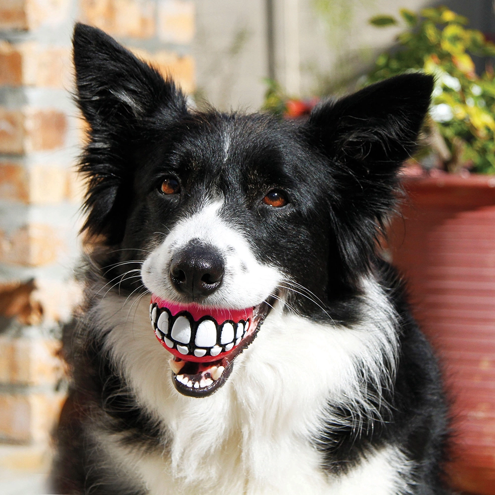Rogz grinz  dog toy ball that bounces a lot