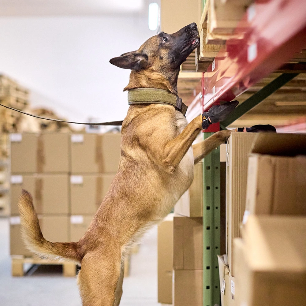 Non-Stop solid halvstryp halsband hund