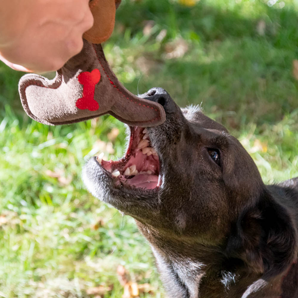 Slitstark leksak till hund