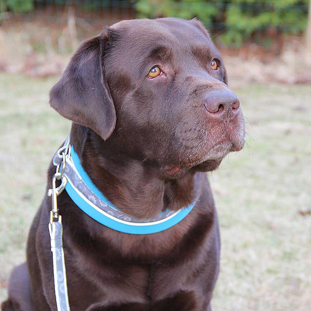 Skönt och vadderat hundkoppel med matchande halsband FinNero