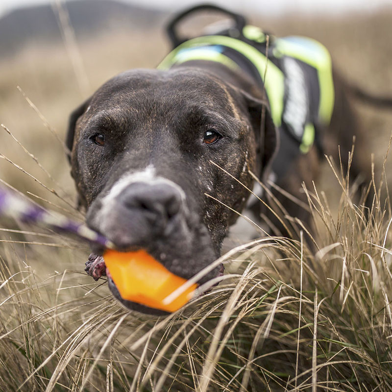 Julius K9 silicone ball with string - 6