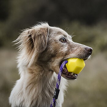 Julius K9 silicon ball dog toy