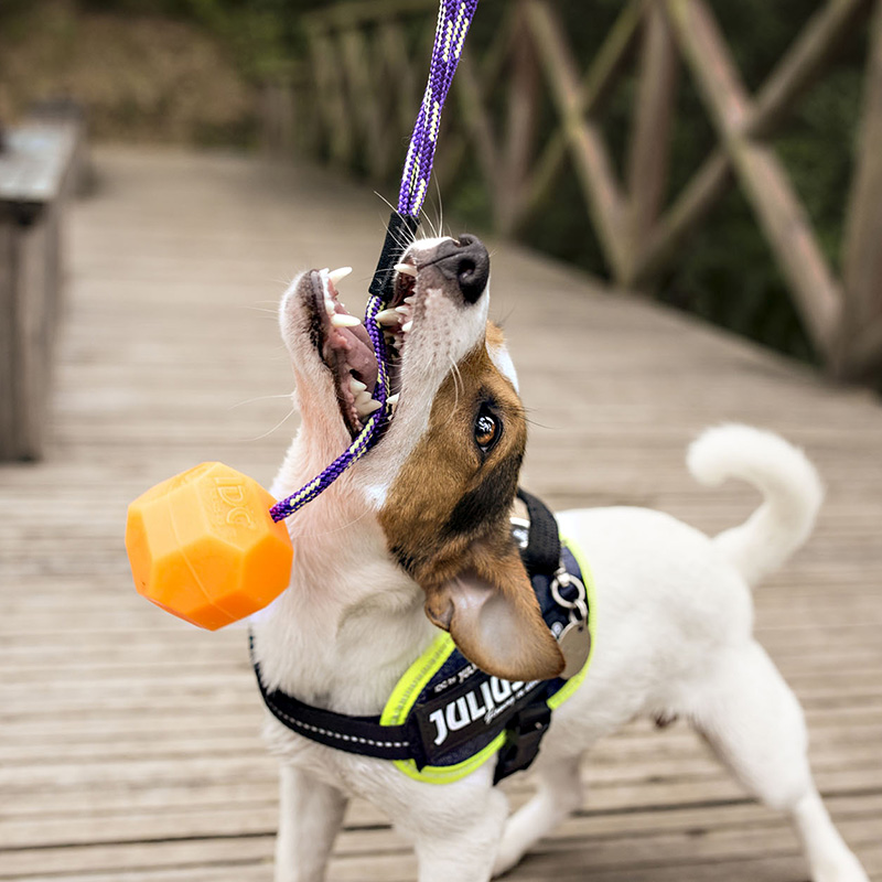 Julius K9 silicon ball with string dog toy 