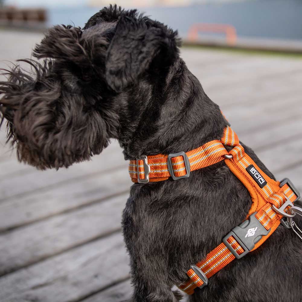 DOG Copenhagen Comfort walk air sele - gamla modellen - 9