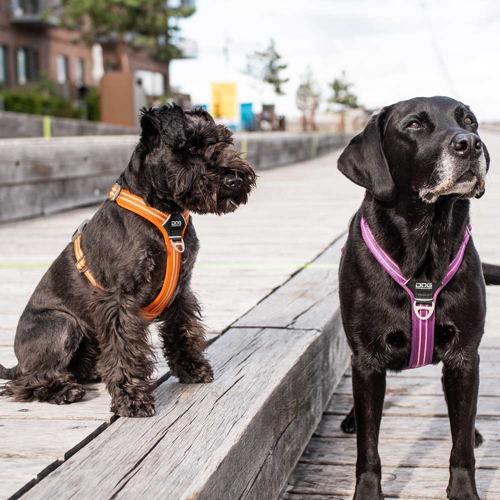 Hund sele med koppelfäste framtill och på ryggen antidrag hundsele