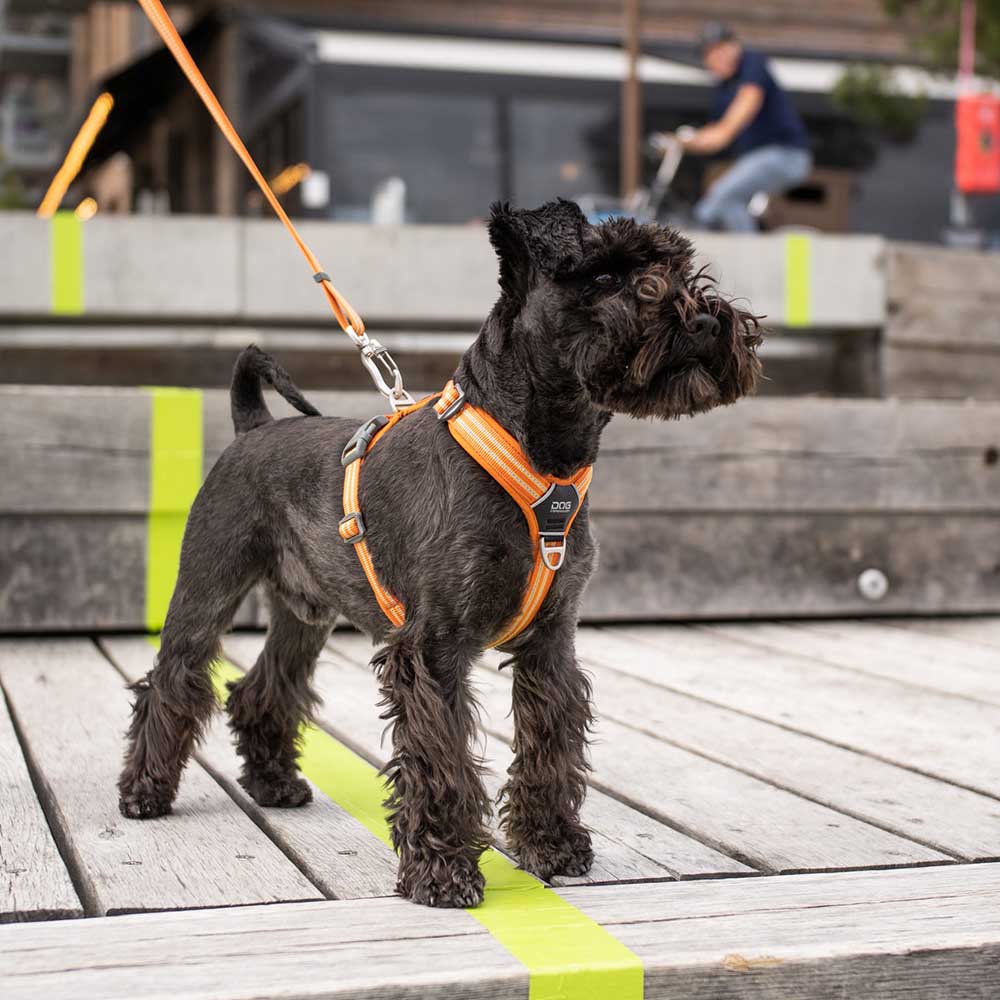 DOG Copenhagen Comfort walk air sele - gamla modellen - 8
