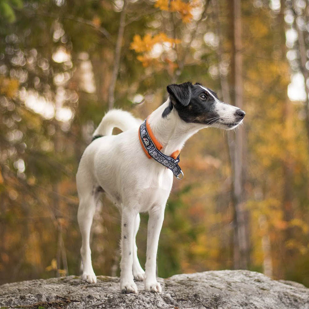 Hundhalsband från FinNero halvstryp