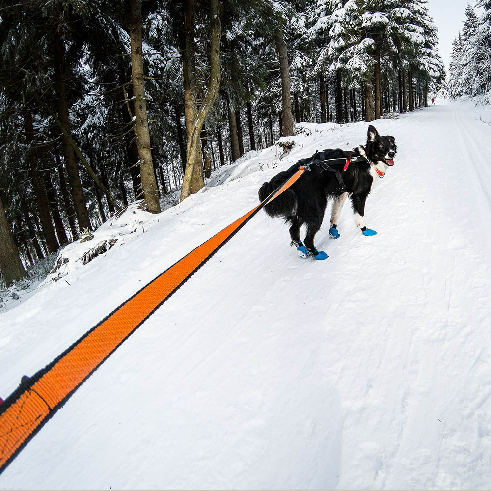 Non-stop Bungee leash - 6