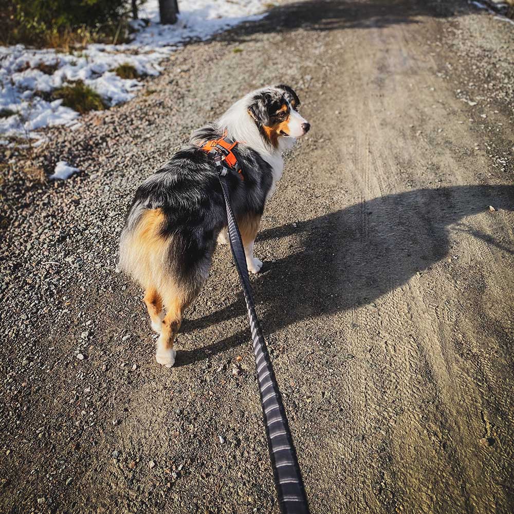 Draglina till stor och liten hund Non-Stop