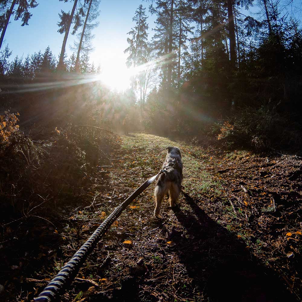 Non-Stop touring bungee draglina till hund