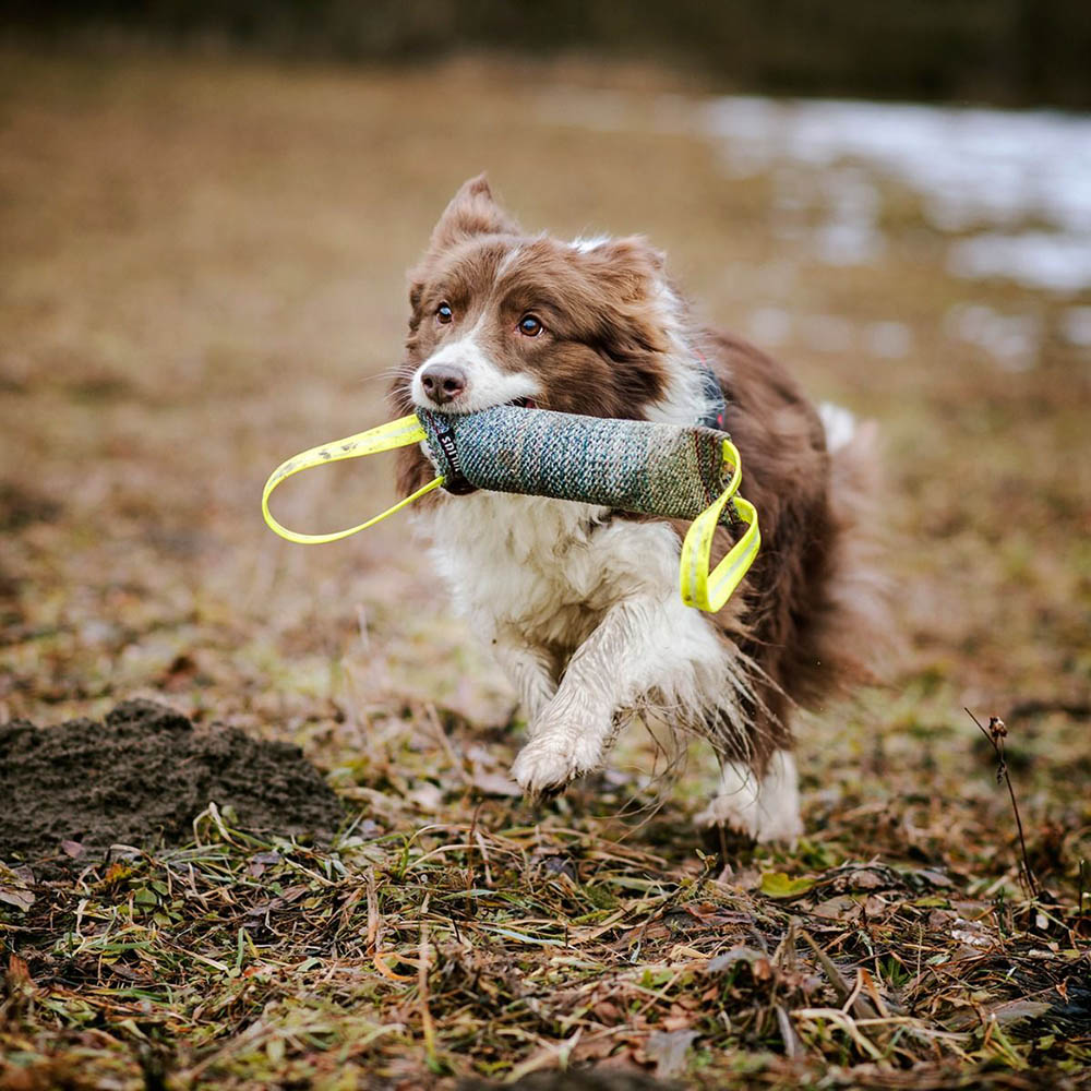 Julius K9 Kamprulle med två handtag - 2