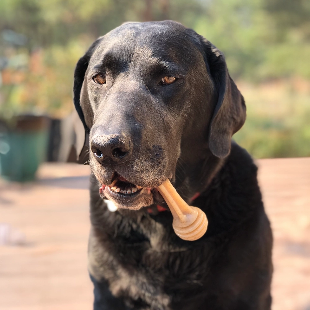 SodaPup Honey bone tuggleksak till den extreme hunden
