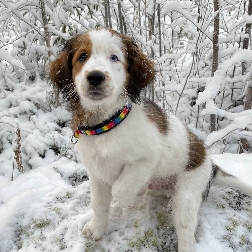 Pride collar for tiny dog puppy