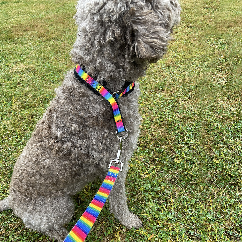 Alac nome collar - rainbow colored - 6