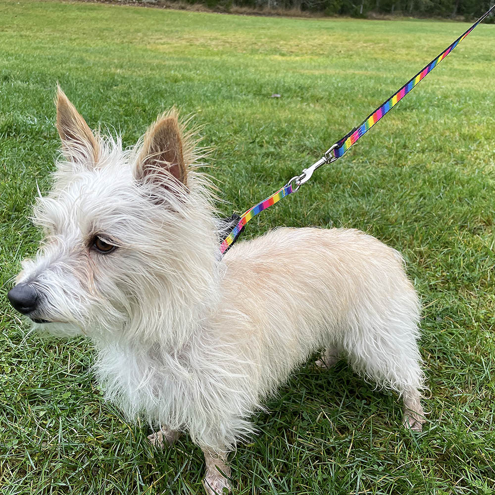 Alac dog collar and leash pride colors