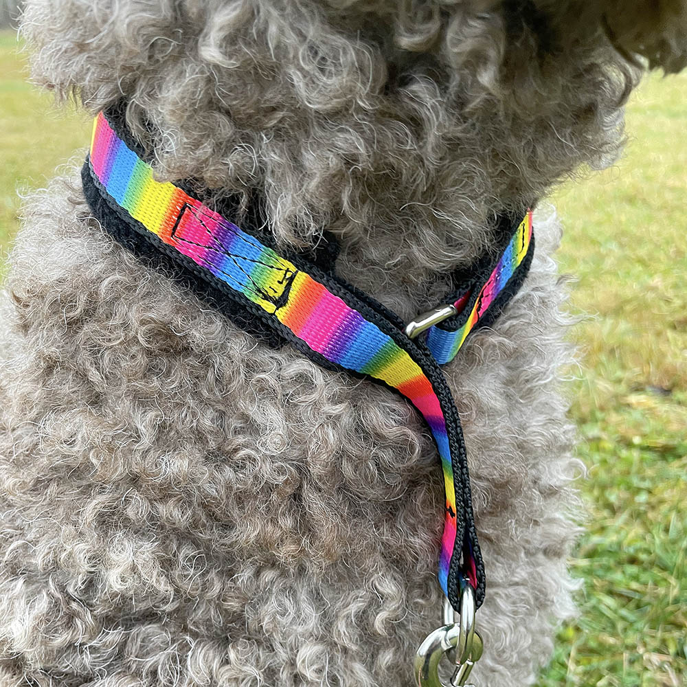 Alac nome collar - rainbow colored - 2