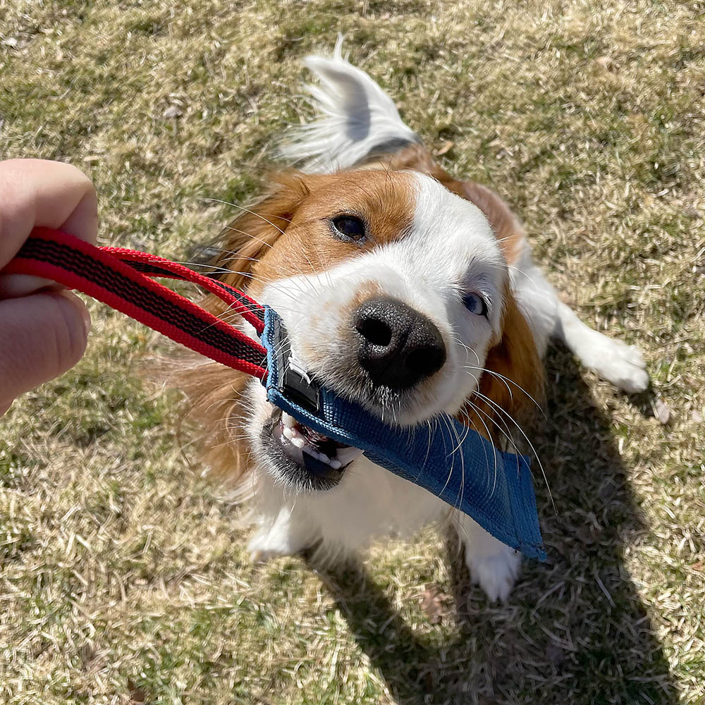 Julius K9 kamprulle leather tug mini för små hundar