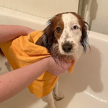 Pluto towel to dry the dog