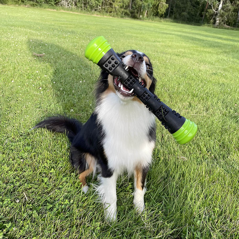 Dog Comets Meteor - 4