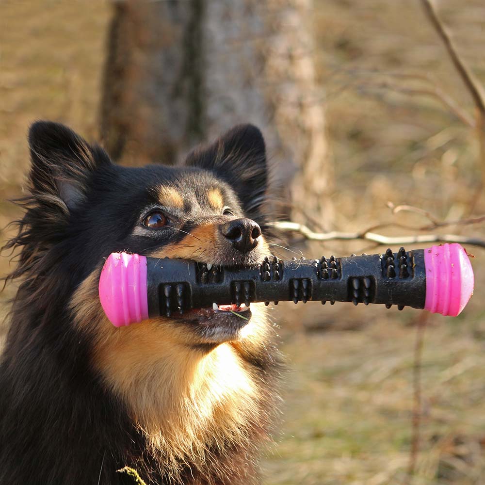 Dog Comets Meteor - 6