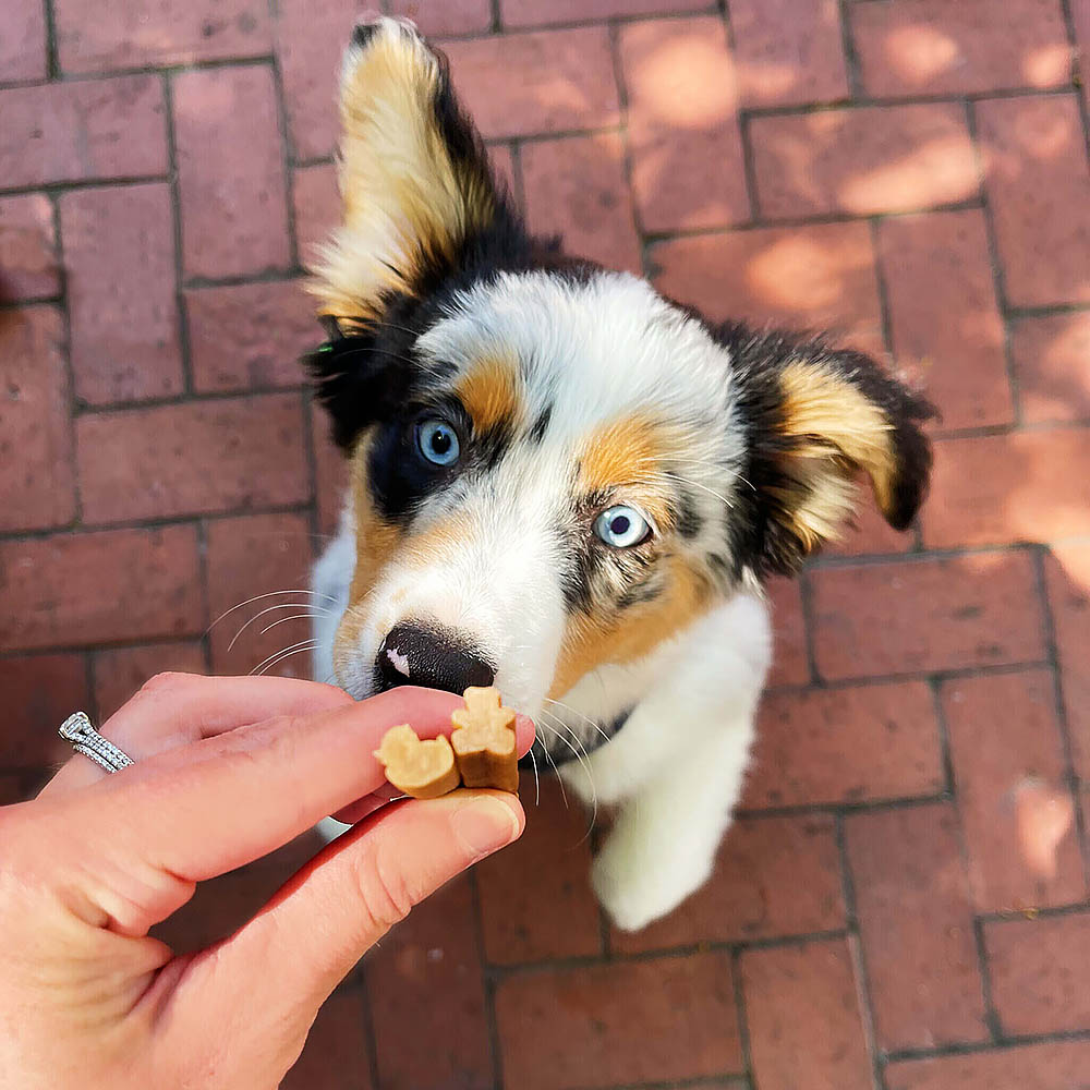 WHIMZEES puppy dental sticks for dog