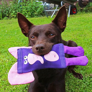 Hozies - dog toy made of fire hose