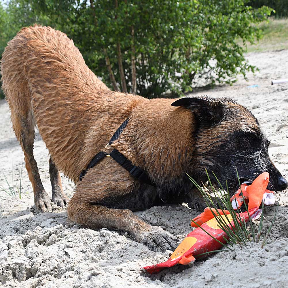 Hozies - hundleksak av brandslang - 4