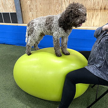 K9Design äggboll till hund balansbollsträning