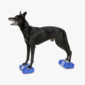 Fitbone till den lilla hunden eller för dig som vill ha till både bak och framben balansbollsträning hund